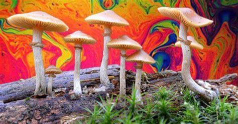 How does plastic impact the environment? Tek-Gnostics Net: Why Are Some Mushrooms Magic?