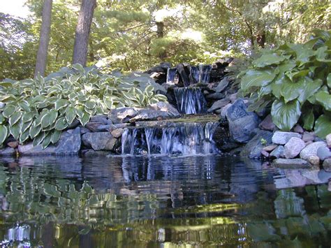 You may find that your musa zebrina, for example, prefers for you to water it directly with a garden hose daily for five minutes during 100 degree f. Houston Water Garden, Water Garden Houston, Houston Water ...