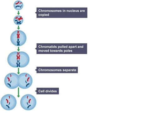 (this server is not operated by the mods of r/gcse). BBC - GCSE Biology - DNA and cell division - Revision 4 ...