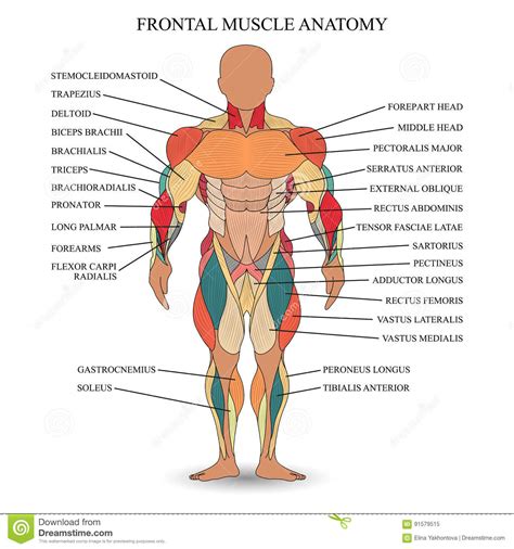 Names Of Human Muscles With Illustration Best Human Body Diagram