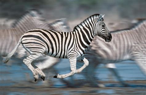 Image Result For Zebra Running Animal Z Zebras Animals