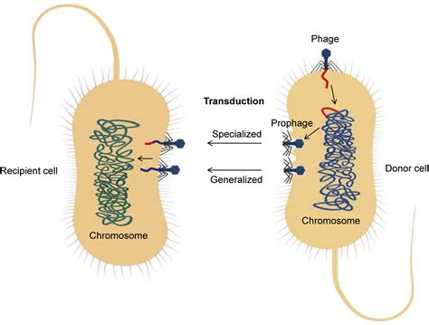 How Do Bacteriophages Promote Antibiotic Resistance In The Environment