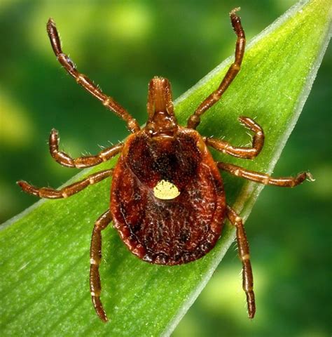 Aggressive Tick Whose Bite Makes People Allergic To Red Meat Is