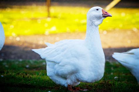 Pekin ducks are the most common domestic duck, and they make great pet ducks! Geese as Pets - Which breed is right for me?