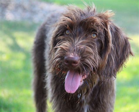 What Is A Pudelpointer Cabin Creek Gun Dogs