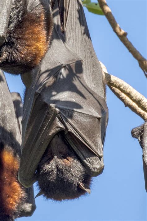 Flying Fox Fruit Bat In Queensland Australia Stock Image Image Of