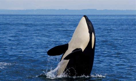 Orca Defenders Of Wildlife