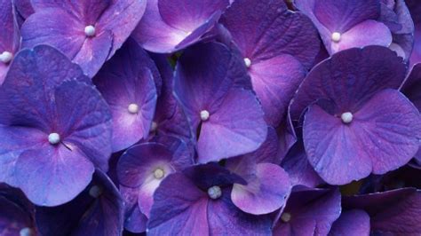 26 Purple Flower Wallpapers Wallpaperboat
