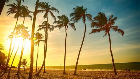 Hd Wallpaper Tropical Beach Beautiful Sunset Palm Tree Sea