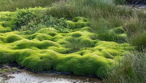 How To Grow Moss Complete Step By Step Guide 2022