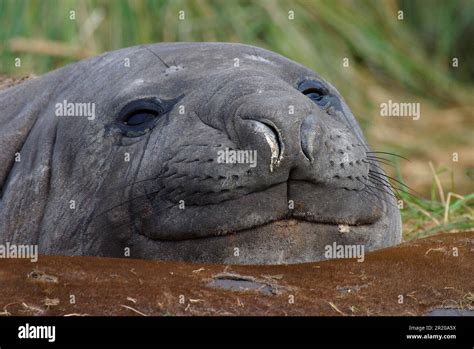 Southern Elephant Seal, Southern Elephant Seals, Marine Mammals