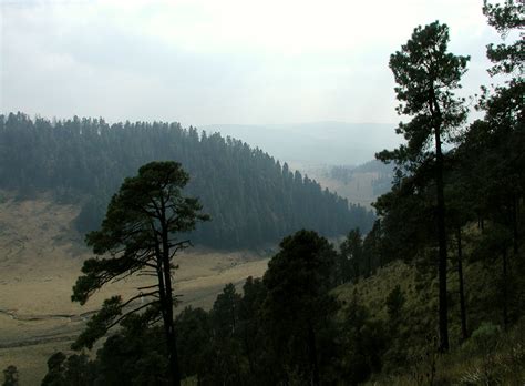 Mexican Dry And Coniferous Forests Nt28 One Earth