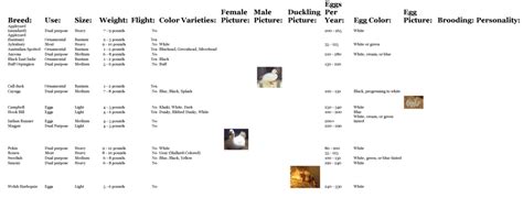 Duck Egg Color Chart Page 2 Backyard Chickens Learn How To Raise