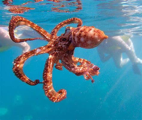 Hawaii Pictures News Facts More Octopus Pictures Underwater Life Water Life