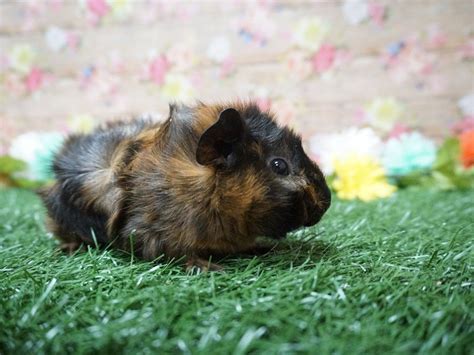 Don't use a glass aquarium or a cage with a wire bottom. Abyssinian Guinea Pig-GUINEA PIG-Male--2067788-Petland Racine, WI