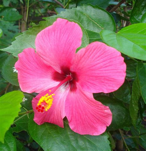 Hibiscus Flowers