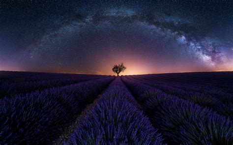 Lavender Field 4k Provence France Meadows Lavender Tree Sky Hd