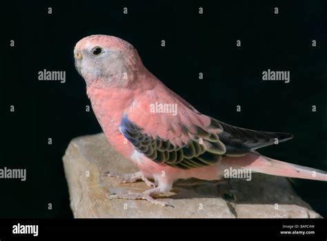 Bourke Parrot Neopsephotus Bourkii Pink Mutation Stock Photo Alamy