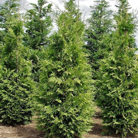 Thuja Green Giant Thugre01g In 2020 With Images Thuja Green Giant