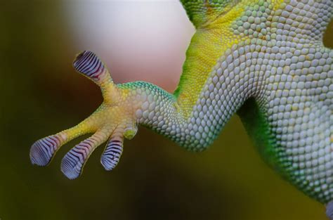 How Geckos Amazing Sticky Feet Really Work About Wild Animals