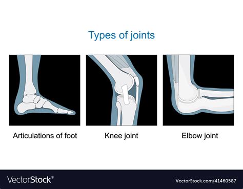 Knee Joint Articulations Of Foot Elbow Joint Vector Image