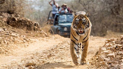 Bandhavgarh National Park Travel Blog