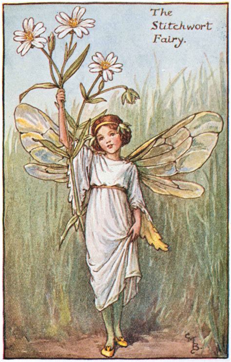 Illustration For The Stitchwort Fairy From Flower Fairies Of The Spring