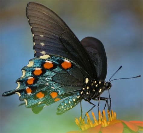 Pipevine Swallowtail Butterfly Species Butterfly Animals