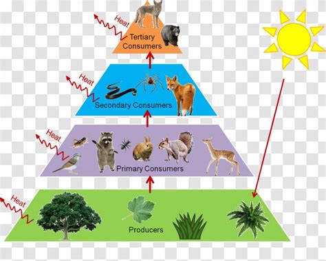 Temperate Forest Food Pyramid