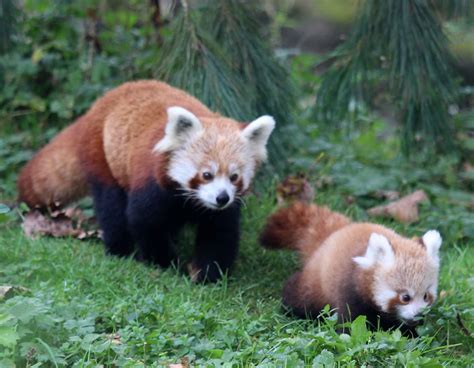 Belfast Zoos First Baby Red Panda In 18 Years Is Adorable Zooborns