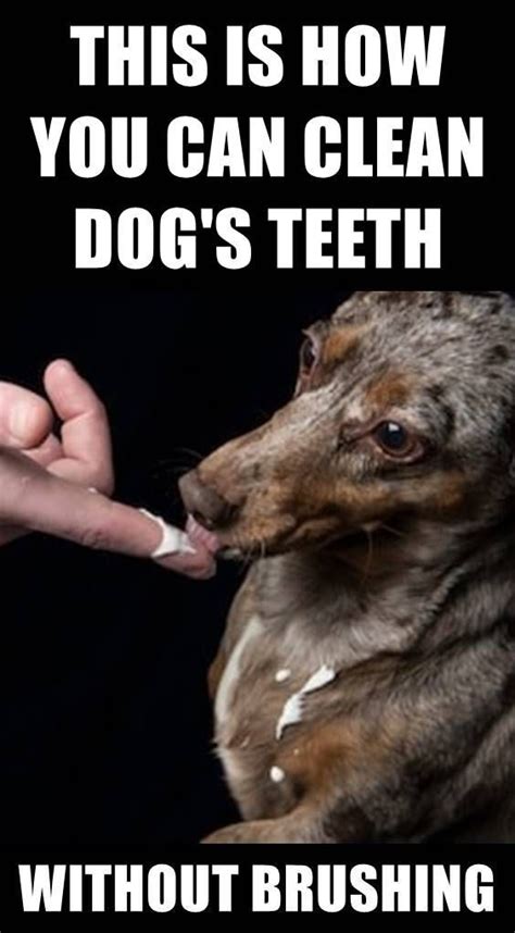 Tartar may be removed at home using one or a combination of natural remedies. How To Remove Tartar From Dog's Teeth At Home Without ...