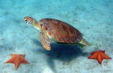 Green Sea Turtle Sea Species Sea Life Sea Habitat Sea