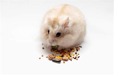 Dwarf Hamster Eats Grain On Blue Background Top View Stock Image