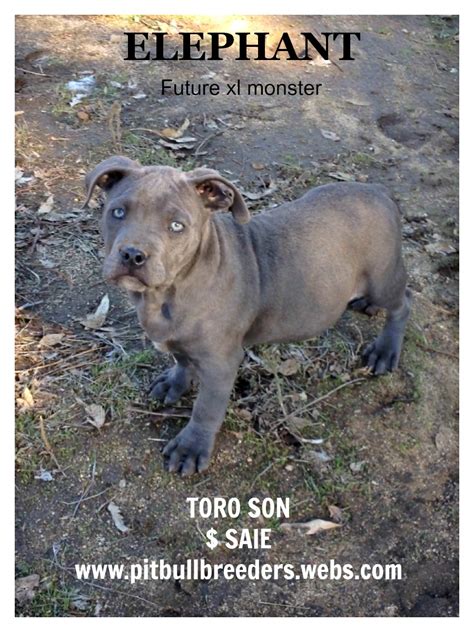 Check spelling or type a new query. Pitbulls: Xl blue bully pitbull puppies for sale- american ...