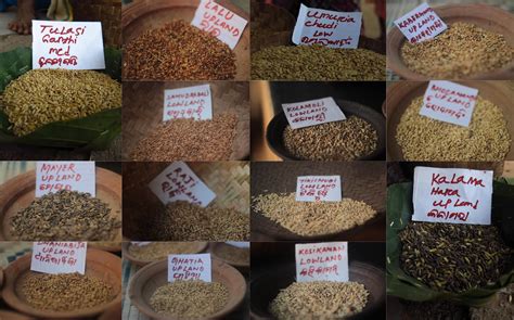 Why Indias Farmers Want To Conserve Indigenous Heirloom Rice
