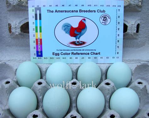 Araucana Egg Color Chart