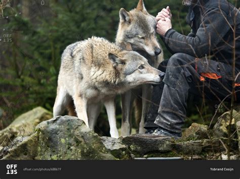 January 11 2017 Wolf Trainer Sitting On Rocks With Two Wolves Stock