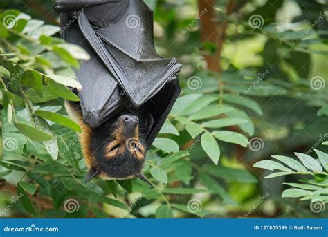 Sleeping Spectacled Flying Fox Fruit Bat In Rainforest Stock Image