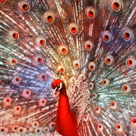 Red Peacock Photograph By Traci Harrah