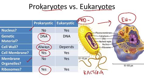 Prokaryotic And Eukaryotic Cells Ck 12 Foundation