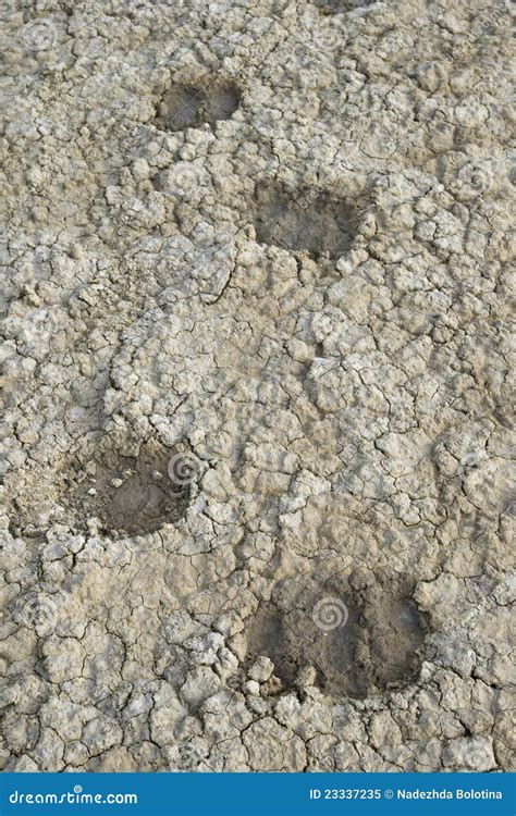 Sheep Tracks Stock Image Image Of Ground Arid Sandstone 23337235
