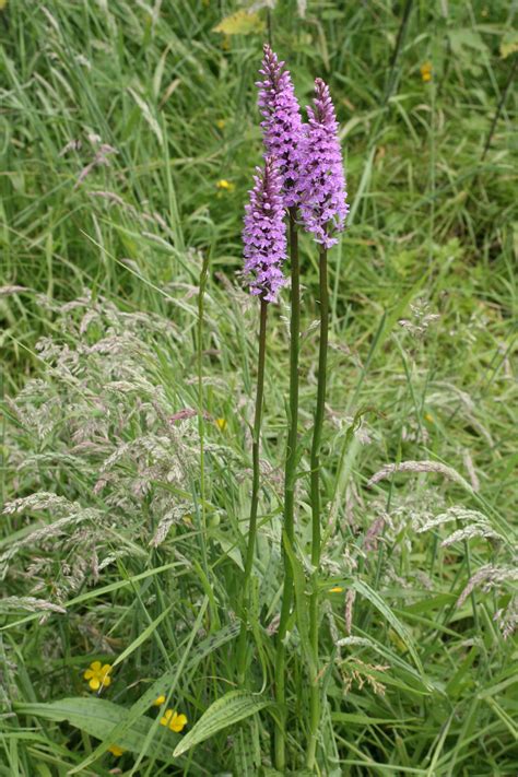 Flowers for sale to plant. Wild orchid seed for sale - Wild Flower Lawns and Meadows