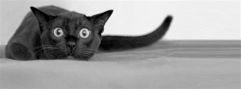 Black kitten, high resolution wallpapers for free, hd black kitten 4k pics for desktop: 100 Cute Cat & Kitten Cover Photo for Facebook Timeline