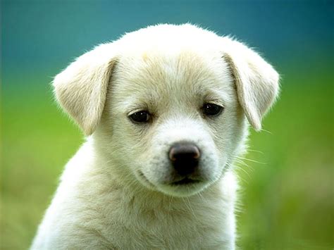 30 Gambar Anak Anjing Yang Lucu Lucu Dangstars™