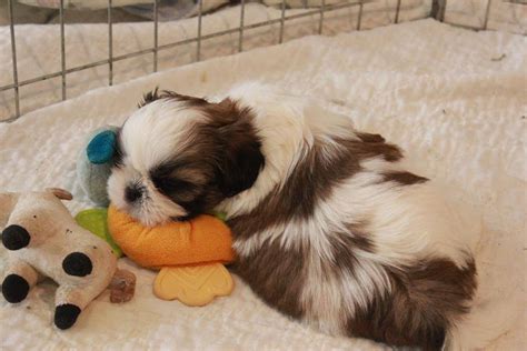 Be notified of upcoming litters, newborn puppies. Shih Tzu Puppies in Northern New Jersey