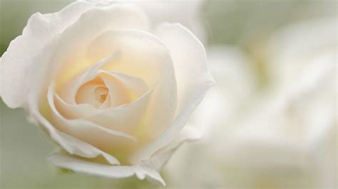 White Rose Wallpapers Wallpaper Cave