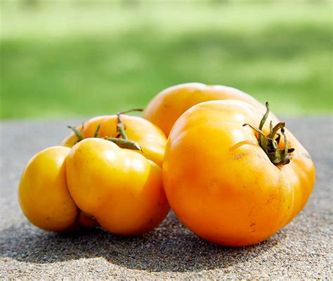 Best Heirloom Tomato Varieties To Grow Garden Gate