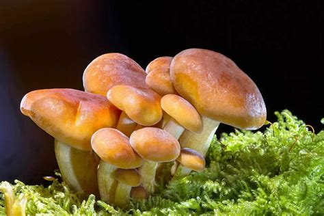 25 Unique Types Of Mushrooms Environment Buddy