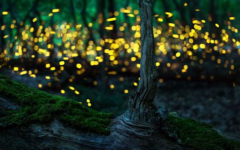 Incredible Photos Of Fireflies And Tips On How To Make Your Own The