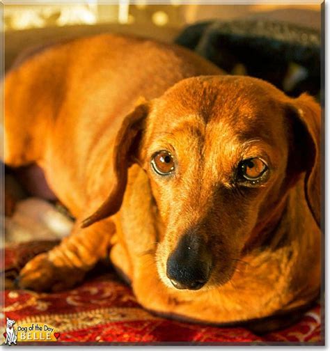 Belle The Miniature Dachshund The Dog Of The Day Miniature Dachshund